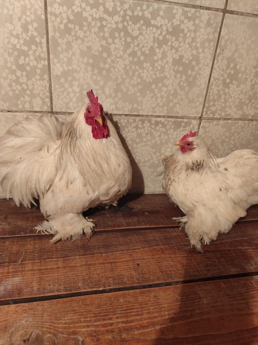 Кохинхины карликовые белые