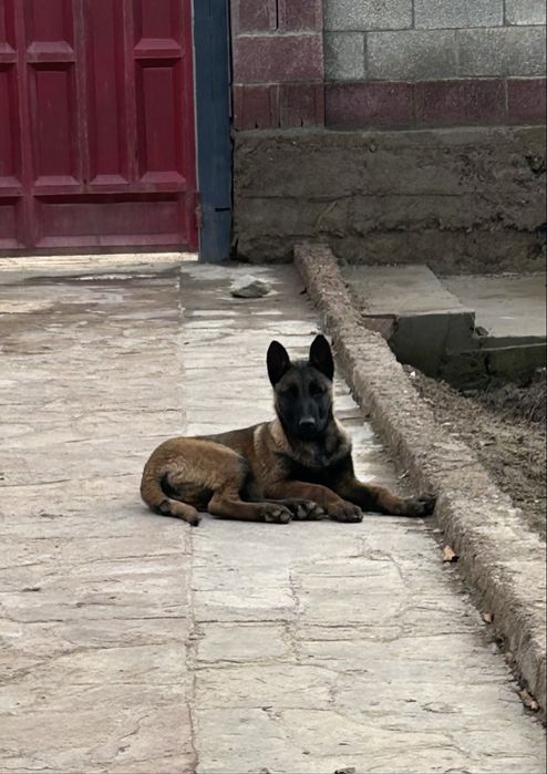 Белгейски овчарка