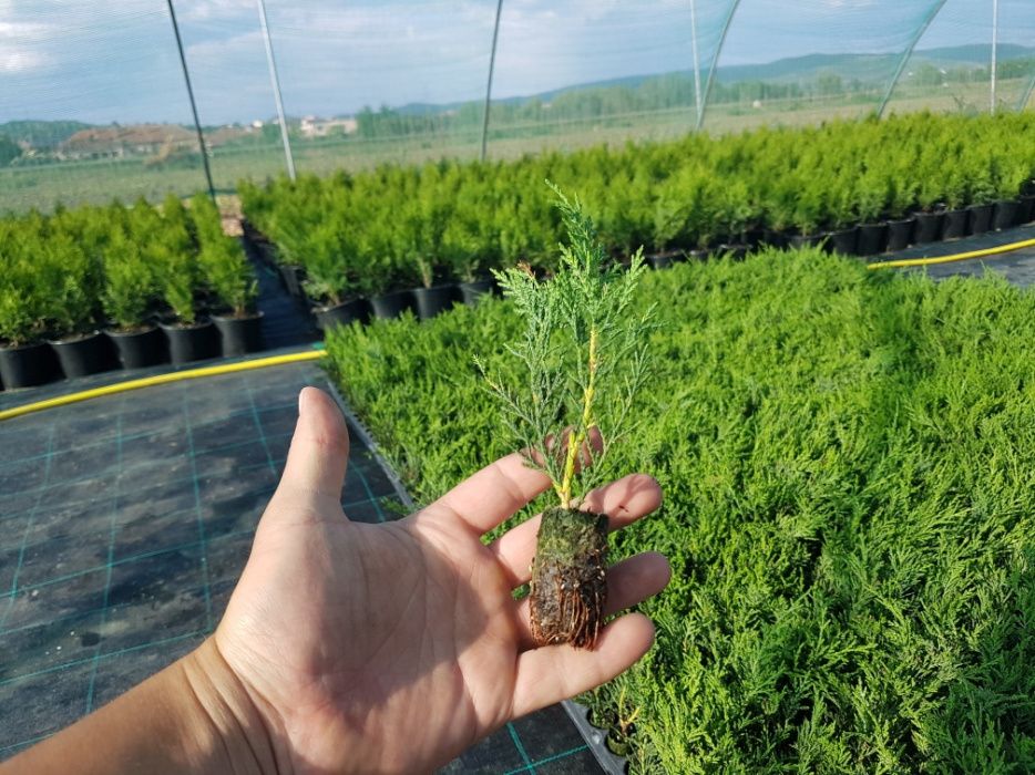 Cupressocyparis Leylandii 60-80 cm gard viu cu crestere rapida