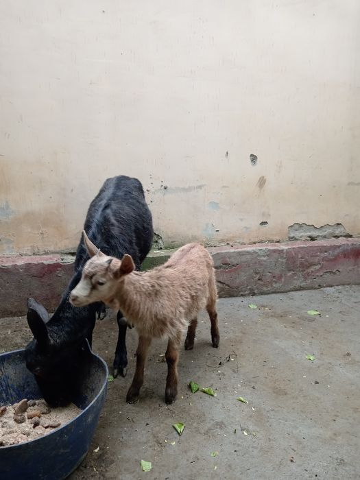 Эчки мурсияан  срочна сотилади