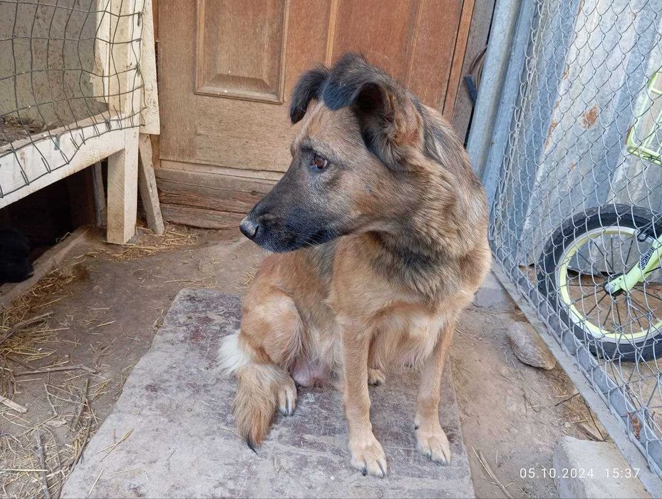 Щенки, бесплатно Тегін қабаған күшіктер!