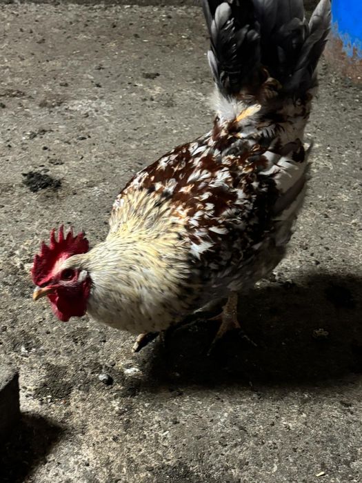 Продаю петухов 10 месяцев