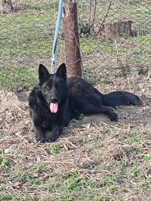 Салам алейкум Продается Немецкий овчарка