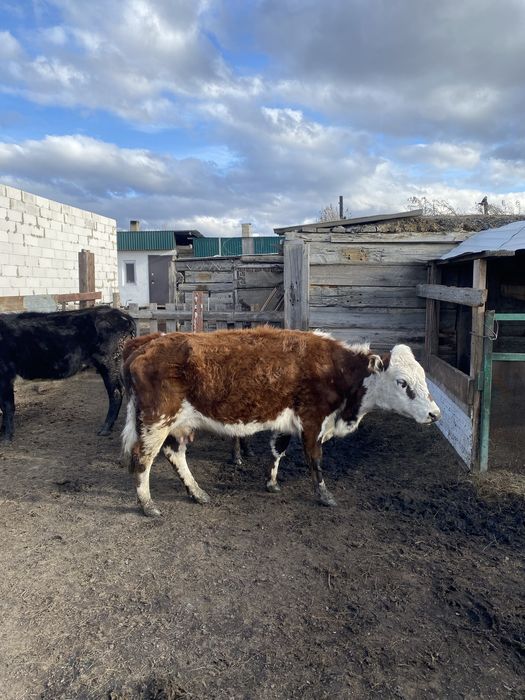 Продам  коров срочно