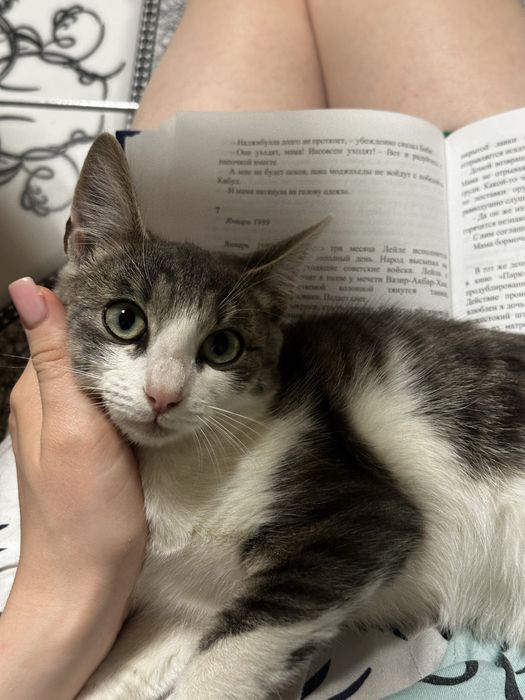 Отдам кошку в добрые руки