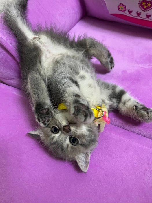 Продается котята , смесь золотая шиншилла и британский