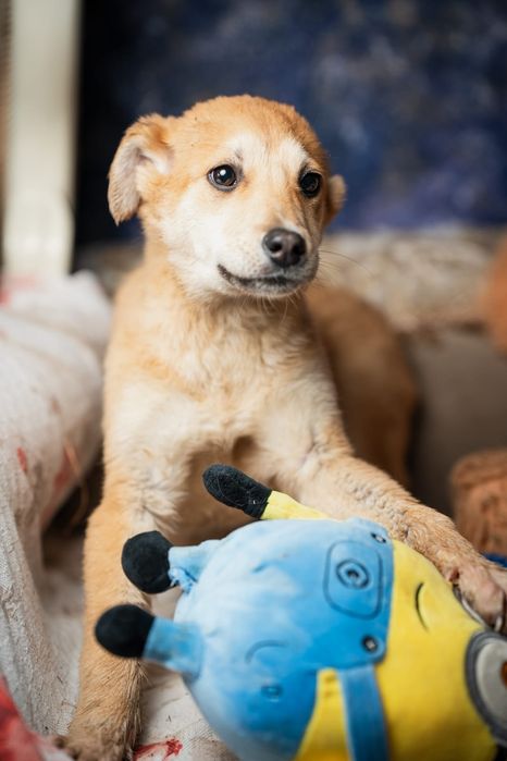 Щенки мальчики и девочки