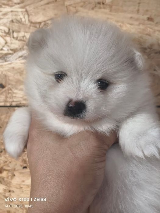 Очаровательные щенки шпица.