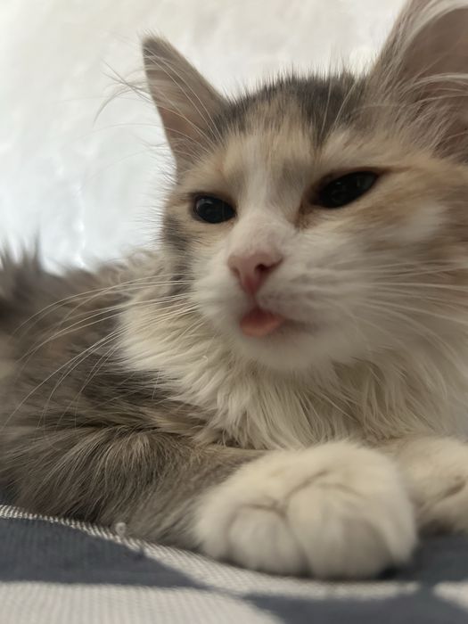 отдам котенка в добрые руки