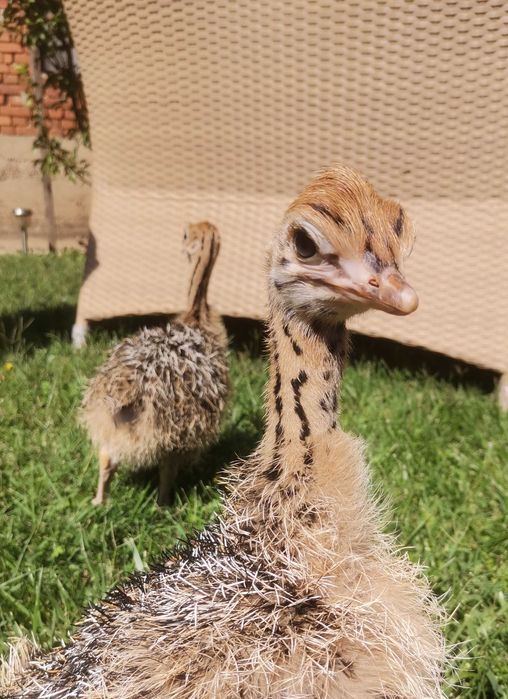 Vând pui de struți