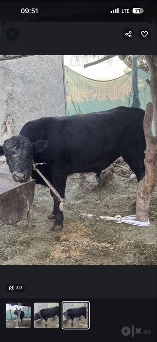 Angus buqa sotiladi