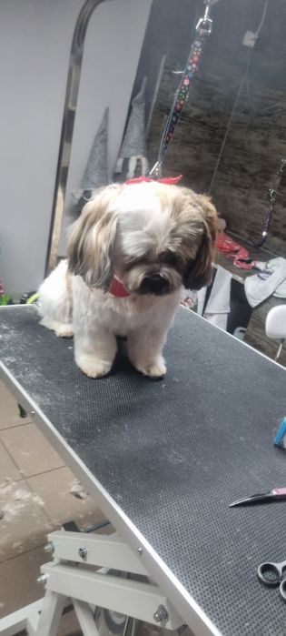 Frizerie canina Brasov Toby&Luna