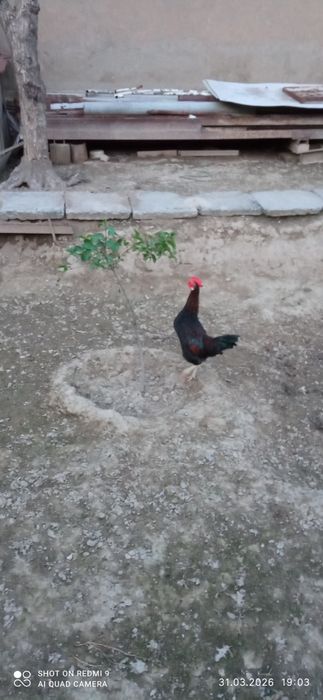 жужа хурозча сотилади