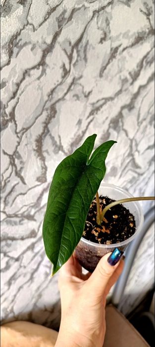 Продам алоказия скальпрум