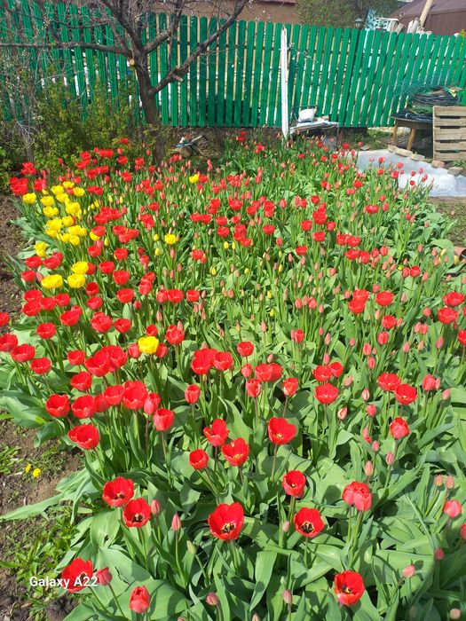 Қызғалдақ сатылады