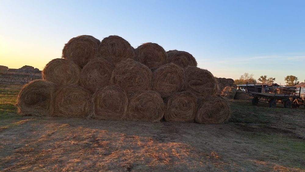 Продам сено в рулонах