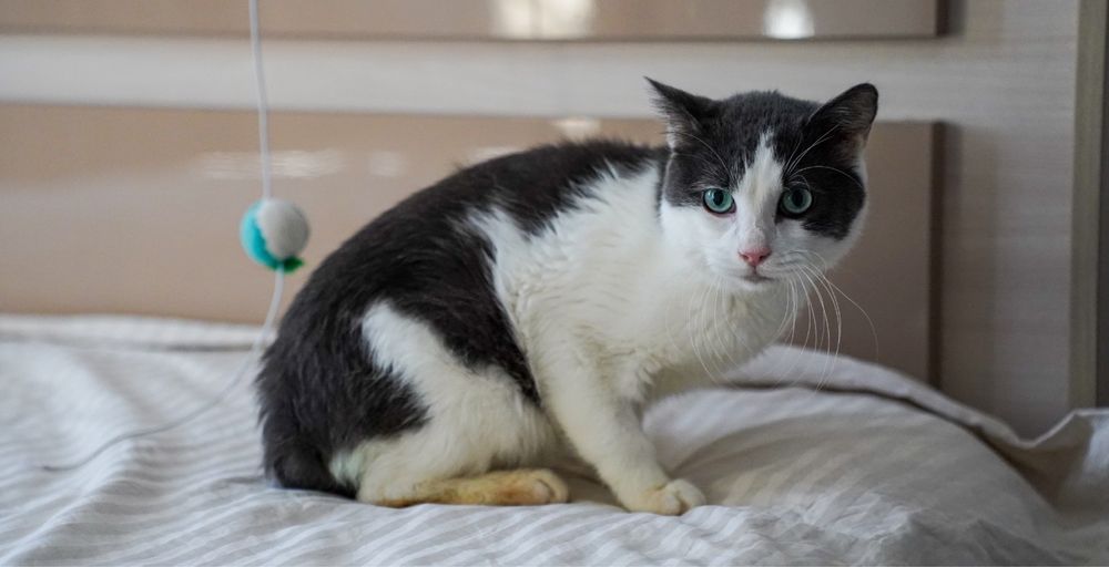 Adoptați un suflet blând!