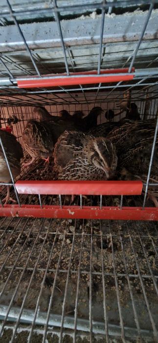 Prepelite ouătoare și ouă