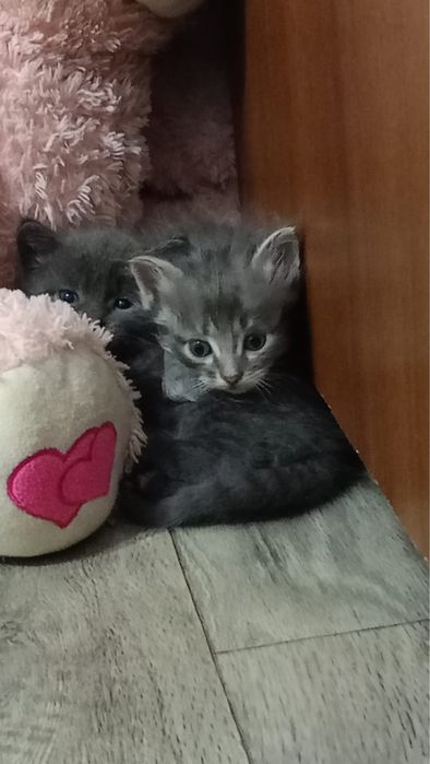 Отдам котят в хорошие руки