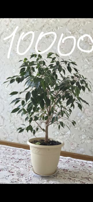 Комнатные растения
