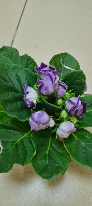 Продам комнатные цветы