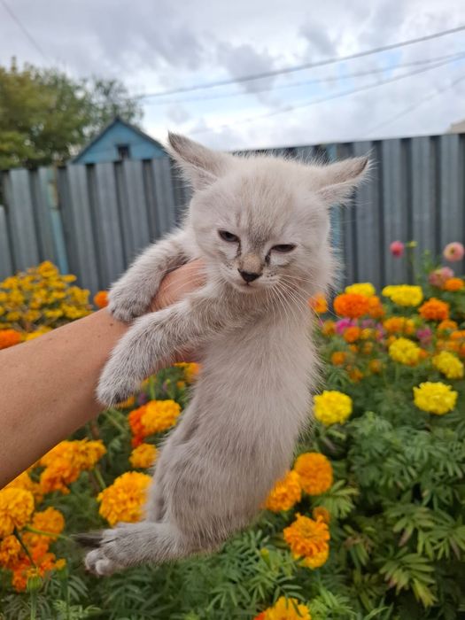 Котята от кошки крысоловки