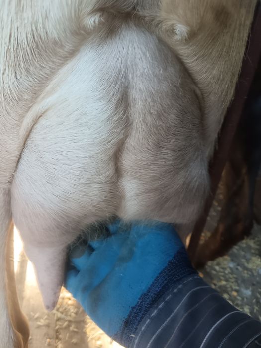 Vând capre bune de lapte