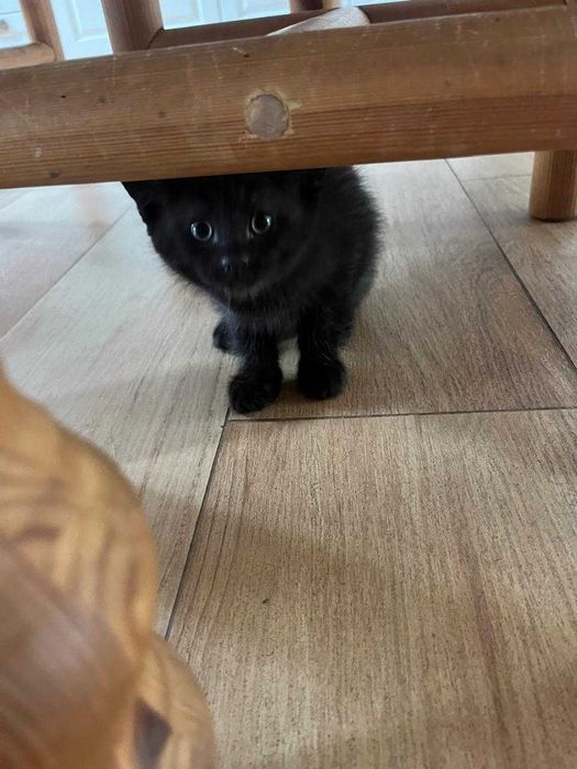 Отдам котят в хорошие руки