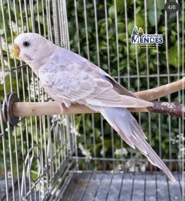 valnistila sotiladi tayyor parla