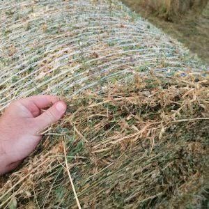 Lucerna ecologica