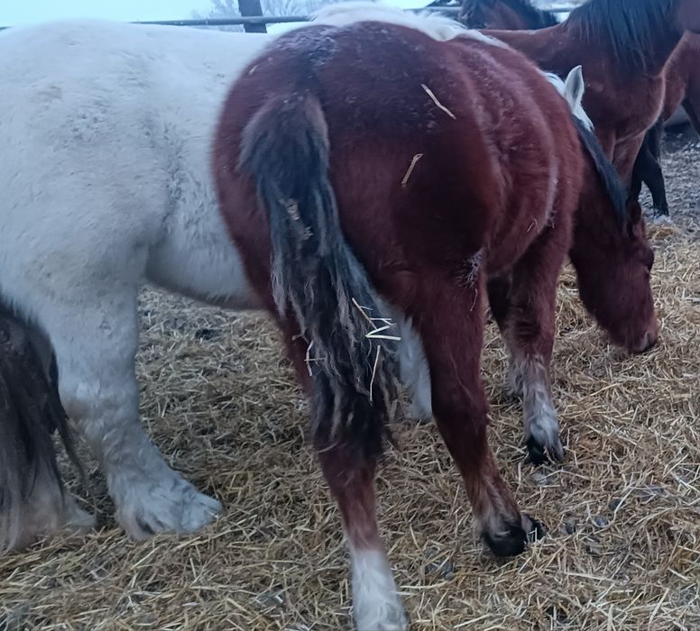 Продам жеребенка