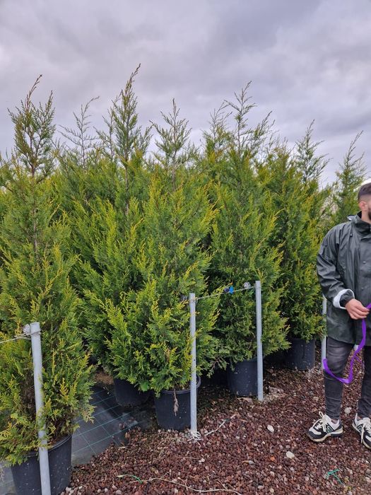 Tuia leylandii ( cupressocyparis leylandii) vand gard viu veșnic verde