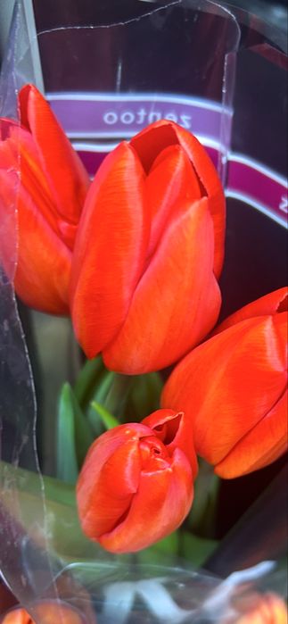 Тюльпаны 600 тенге