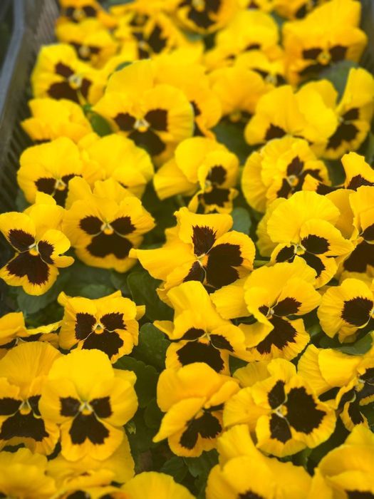 Viola  / Виола в любом количестве