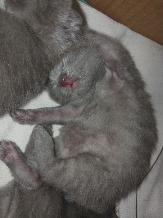 Бронирование котят