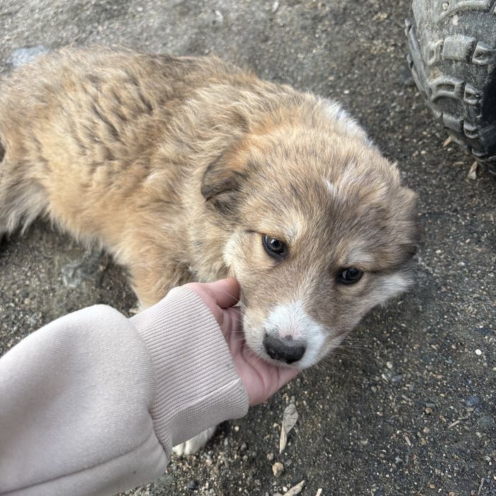 Отдам бесплатно