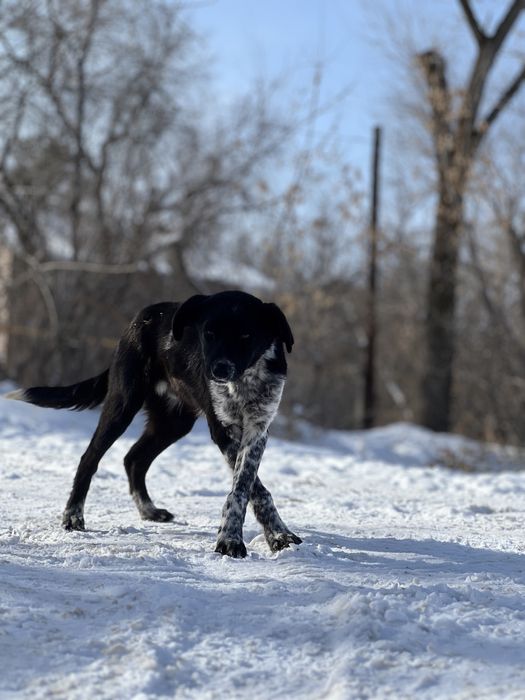 Отдам щенят в хорошие руки