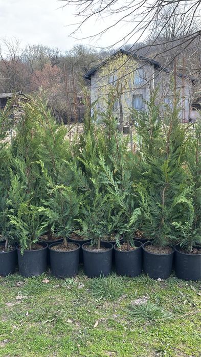 Leylandii cupressus/chiparos/cupressocyparis pentru gard viu