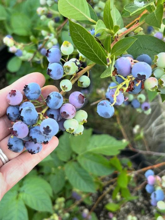 Голубика в Узбекистане