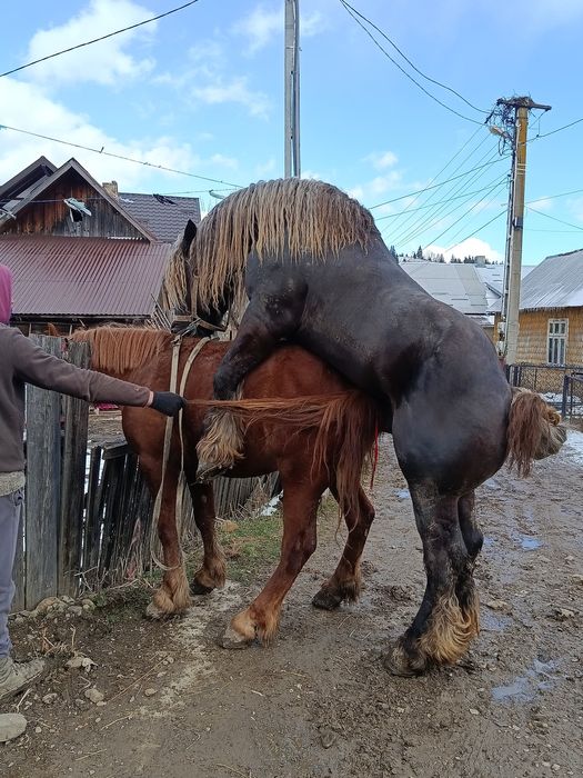 De vânzare cal 4 ani