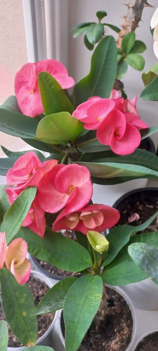 Молочаи эуфорбия