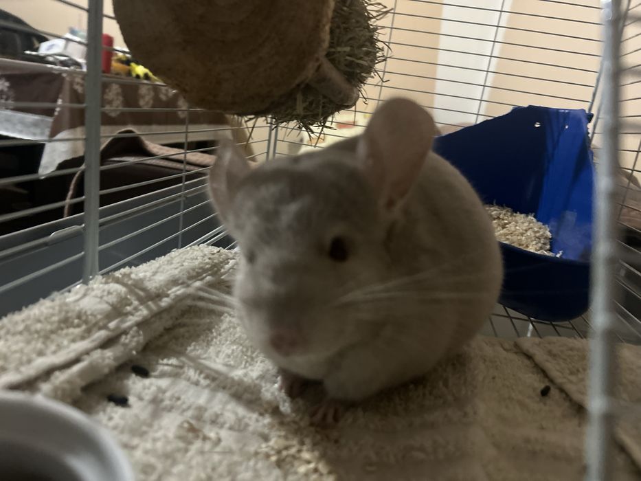 Chincile sinsile varsta 7 luni