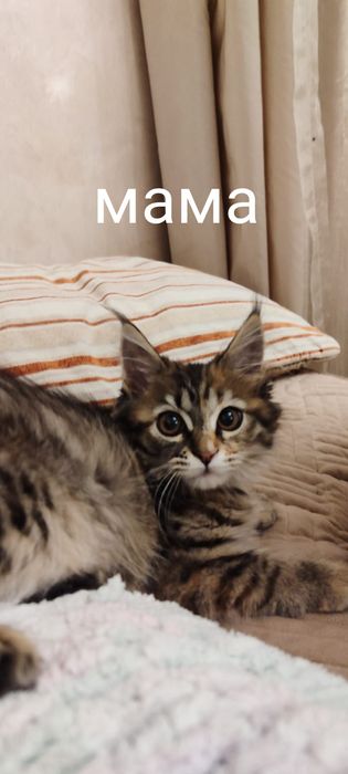 котят мама Мейнкун, папа уличный