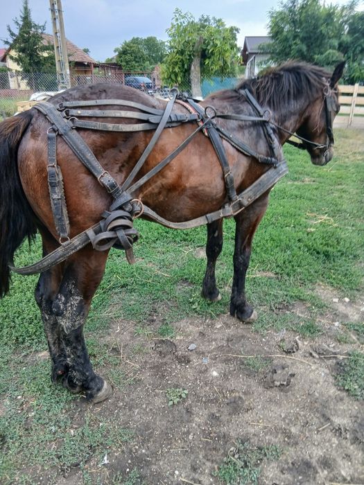 De vânzare mânz fără gram de defect mai multe detalii la telefon 155 înălțime 1 an și 3 luni