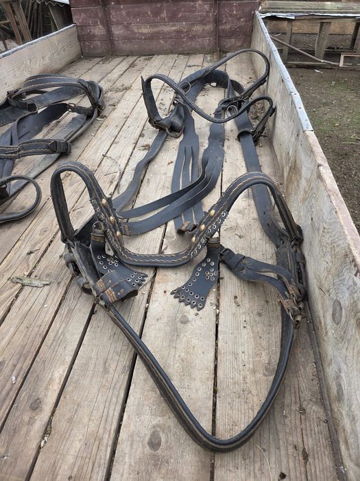 Iepe de vânzare,cu căruța și hamuri