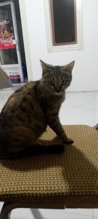 Мушук мода аклли