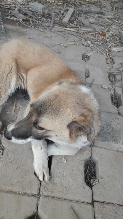 Красивая и ласковая девочка ищет семью