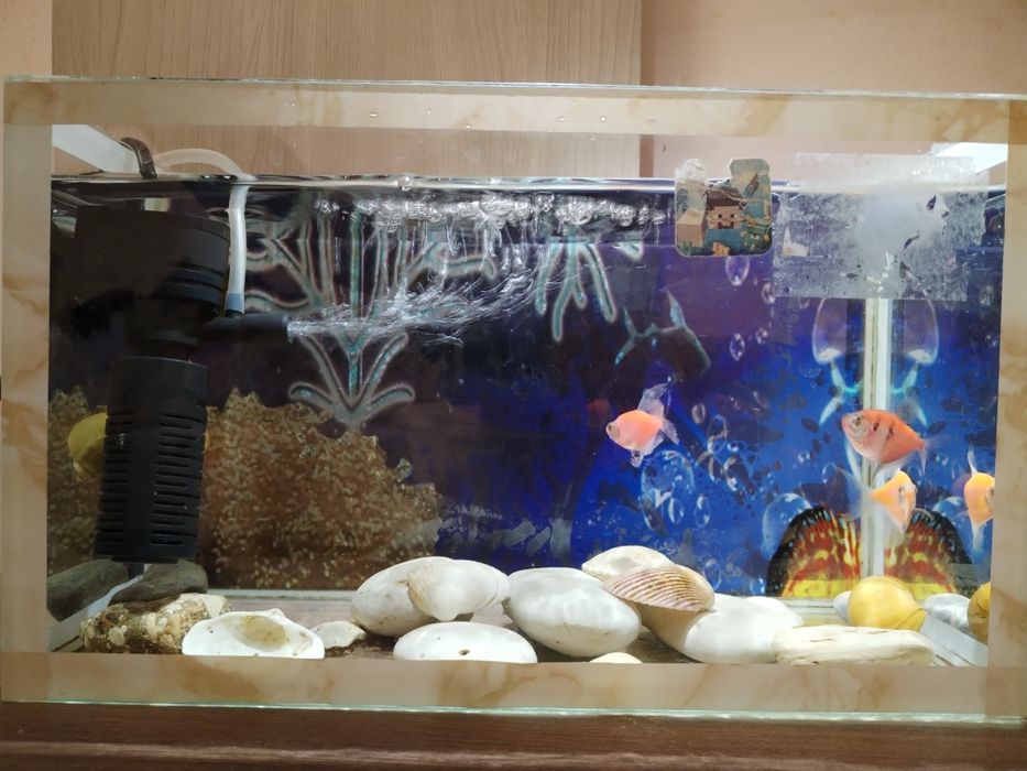 Срочно продам. Аквариум с рыбками