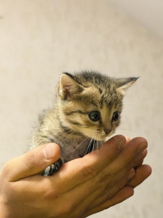 3 шотландских котят отдаем в хорошие заботливые руки