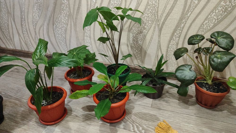 Продам комнатные растения